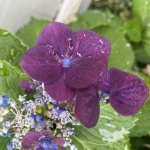 Maggie Profile Photo - Cat Lover