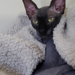 Greg Profile Photo - Cattery