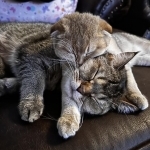 Ana Profile Photo - Cat Lover