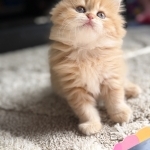 Ana Profile Photo - Cat Lover