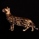 &Acy;&rcy;&icy;&yacy; Profile Photo - Breeder