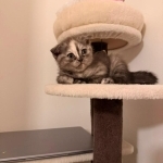 Mulan Profile Photo - Breeder