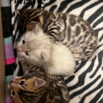 Leslie Profile Photo - Cattery