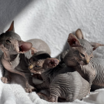 Sphynx Kitty Near Me Profile Photo - Cattery