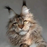 Noble Nature Profile Photo - Cattery