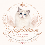 AngelicCharm Ragdoll Profile Photo - Cattery