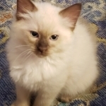Ren&eacute;e Profile Photo - Breeder