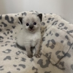 Kittens Profile Photo - Cattery