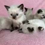 Kittens Profile Photo - Cattery