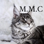 Matroskin Profile Photo - Cattery