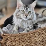 Oksana Profile Photo - Cattery