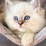 Lidia Profile Photo - Breeder