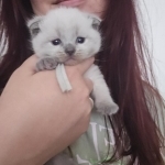 Angelina Malamura Profile Photo - Cattery