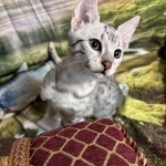 Renee  Scarcelli Profile Photo - Cattery