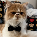 Emily Profile Photo - Breeder