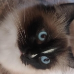 Julie Profile Photo - Cattery