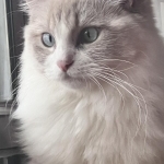 Lulus Profile Photo - Cat Lover