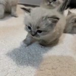 Caren Profile Photo - Breeder