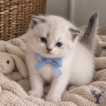 Caren Profile Photo - Breeder