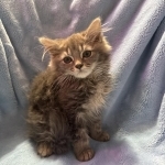 Kasie Profile Photo - Cat Lover