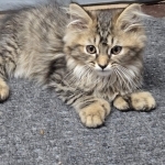 Kasie Profile Photo - Cat Lover