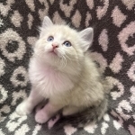 Kasie Profile Photo - Cat Lover