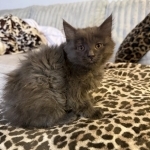 Kasie Profile Photo - Cat Lover