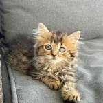 Kasie Profile Photo - Cat Lover