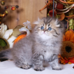 Persian Fold Kittens Profile Photo - Cat Lover