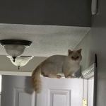 Kelly Profile Photo - Breeder