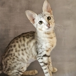 AllEarz Profile Photo - Cattery