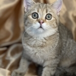 Tatiana Profile Photo - Breeder