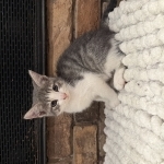 Milena Profile Photo - Cat Lover