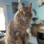 Nadia Profile Photo - Cattery