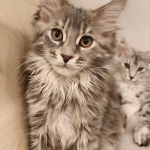 Clair Jaeger Profile Photo - Cattery