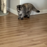 Sterling Profile Photo - Breeder