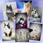 Marika SILKYAMBER Profile Photo - Cattery