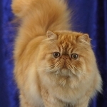 Cats Profile Photo - Breeder