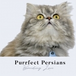 Purrfect Persians Profile Photo - Cattery