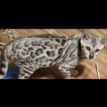 Terri Profile Photo - Breeder