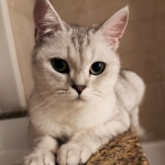 Helena Profile Photo - Cattery