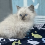 Jenna Profile Photo - Cattery