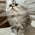 Erica Profile Photo - Breeder