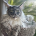 ApzMaineCoons Profile Photo - Breeder