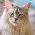 ApzMaineCoons Profile Photo - Breeder