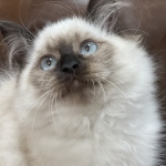 Jacquelyn Profile Photo - Cattery