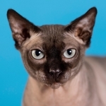 Sphynxology Profile Photo - Breeder