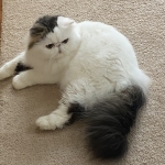 Jennifer Profile Photo - Breeder