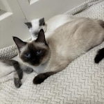 BlueEyedBeauties Profile Photo - Breeder