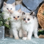 EvergreenAdvertising Profile Photo - Breeder